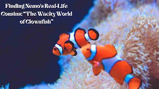 (4K) Finding Nemo's RealLife Cousins: 'The Wacky World of Clownfish'