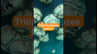tritip hewan laut yang suka menempel #faktamenarik #faktaunik #shortvideo #shorts #tritip #barnacle