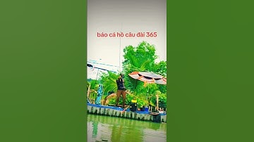 shorts |câu cá chép #câu_dạo_tv #câu_cá_chép #fish #fishing