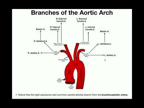 Vidéo: Arc Aortique - Branches, Structure, Maladies