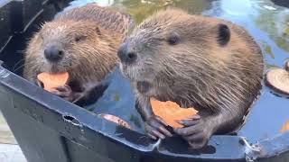 Rescue beavers. One minute of sweet potato eating, de-stressing zen, ASMR