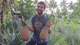 Tropical Pineapples - Harvest, Growing, Planting