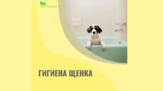 Гигиена щенка