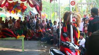 Tari Kucingan Nekat Naik Terop, Reog Ponorogo Di Sraten Jenangan