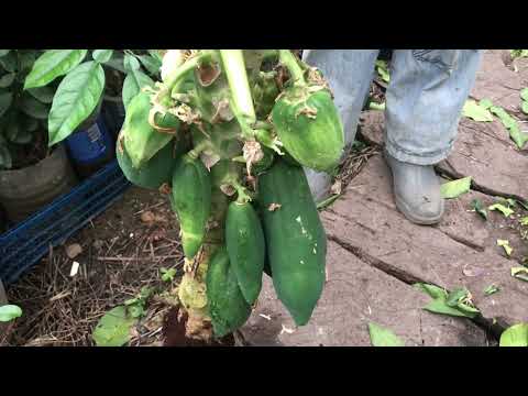 Видео: Размножение папайи отводком: как размножить папайю корневыми черенками