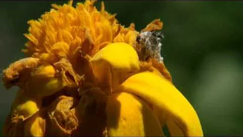 Debris-carrying lacewing larva
