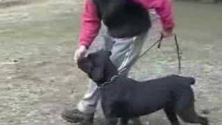 Entrenamiento básico de obediencia para perros