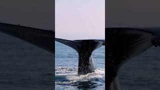 Huge Humpback Fluke(Tail Going On A Dive!