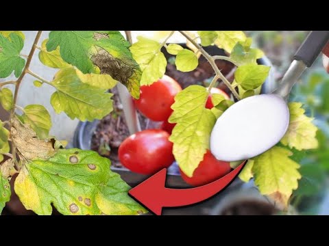 Vídeo: O que é antracnose de tomates - Reconhecendo a antracnose em uma planta de tomate