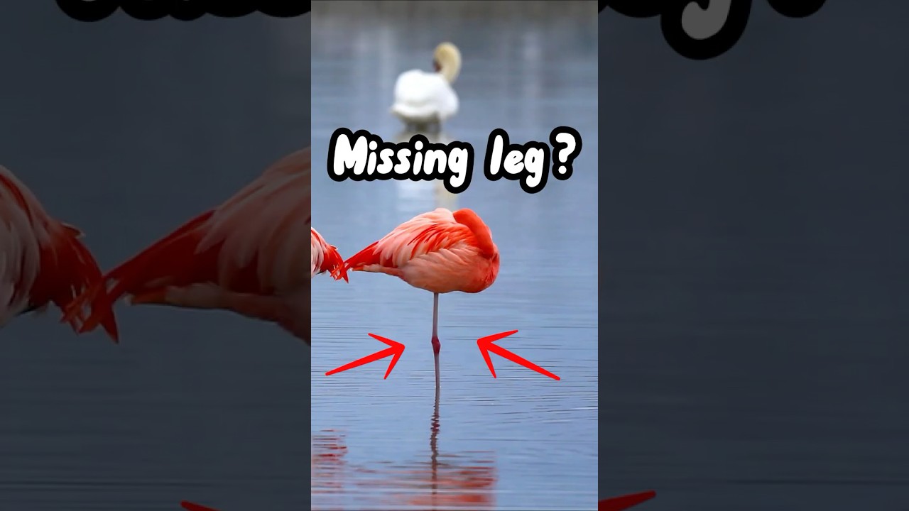Why flamingos stand on just one leg 