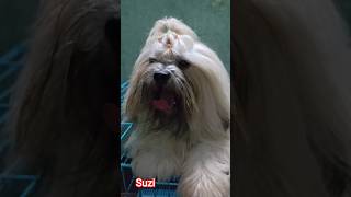 #home grooming#pets #cuteanimal #cutepet #lhasa #suziegaming