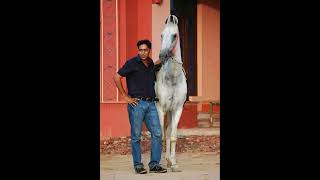 story Of Majhuke Line Horses.@shonkisardar7414 @Mannhorsephotography @SidhuMooseWalaOfficial
