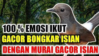 100 % Langsung Emosi Ikut Bongkar Isian MEWAH, Dengan Suara Murai Gacor Fighter full isian
