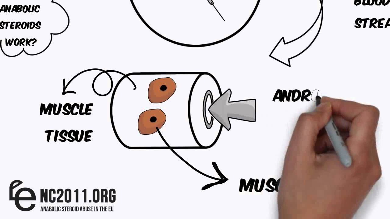 How Do Anabolic Steroids Work YouTube How Do Anabolic Steroids Work YouTube