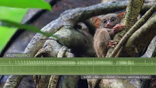 Tarsier Sounds - The High-Pitched Squeaks & Calls Of Spectral Tarsiers In Indonesia.