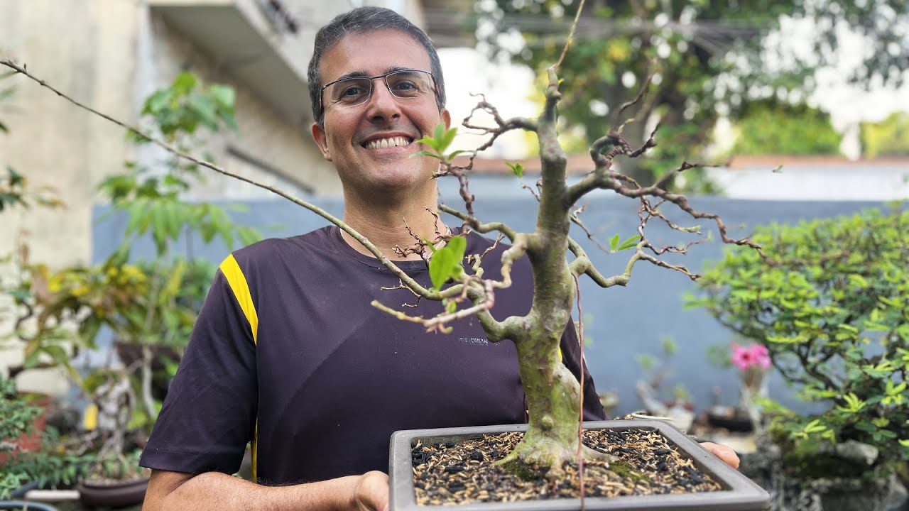 Bonsai de Cereja do Rio Grande - Transplante!