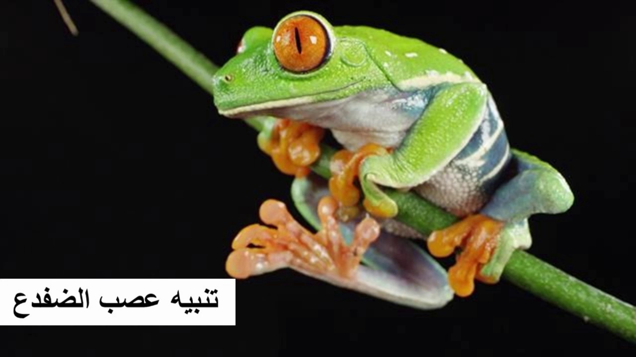 تنبيه عصب الضفدع | التجريب المدعم بالحاسوب ExAO