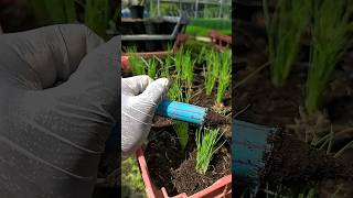 #plantioemcasa #cebola #hortaemcasa #plantas