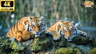 Tigers Like You've Never Seen Before -4K| Wild animals| Star Kids Bus screenshot 1