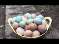 ÇEKİLİŞ VAR!!! Folluklardan yumurta toplama - chicken egg collecting