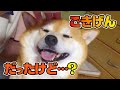 【真顔】なでなでしすぎたら急に飽きられた件。