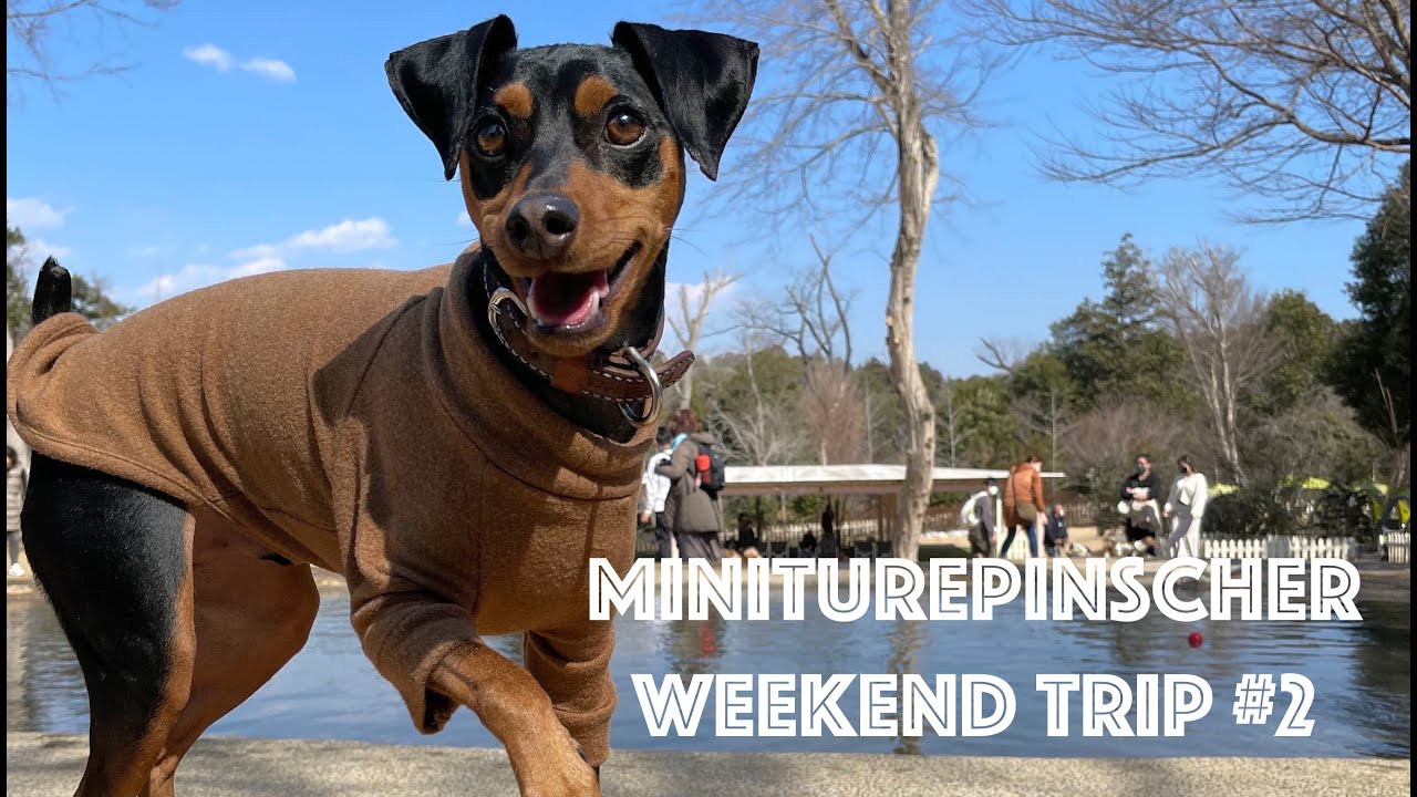 愛犬と楽しむ日本最大級の複合型リゾート｜小谷流の里 ドギーズアイランド