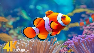 4K Stunning Underwater Wonders of the Red Sea + Relaxing Music - Coral Reefs & Colorful Sea Life