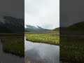 25年6月 尾瀬ヶ原の水芭蕉 (上田代~中田代)