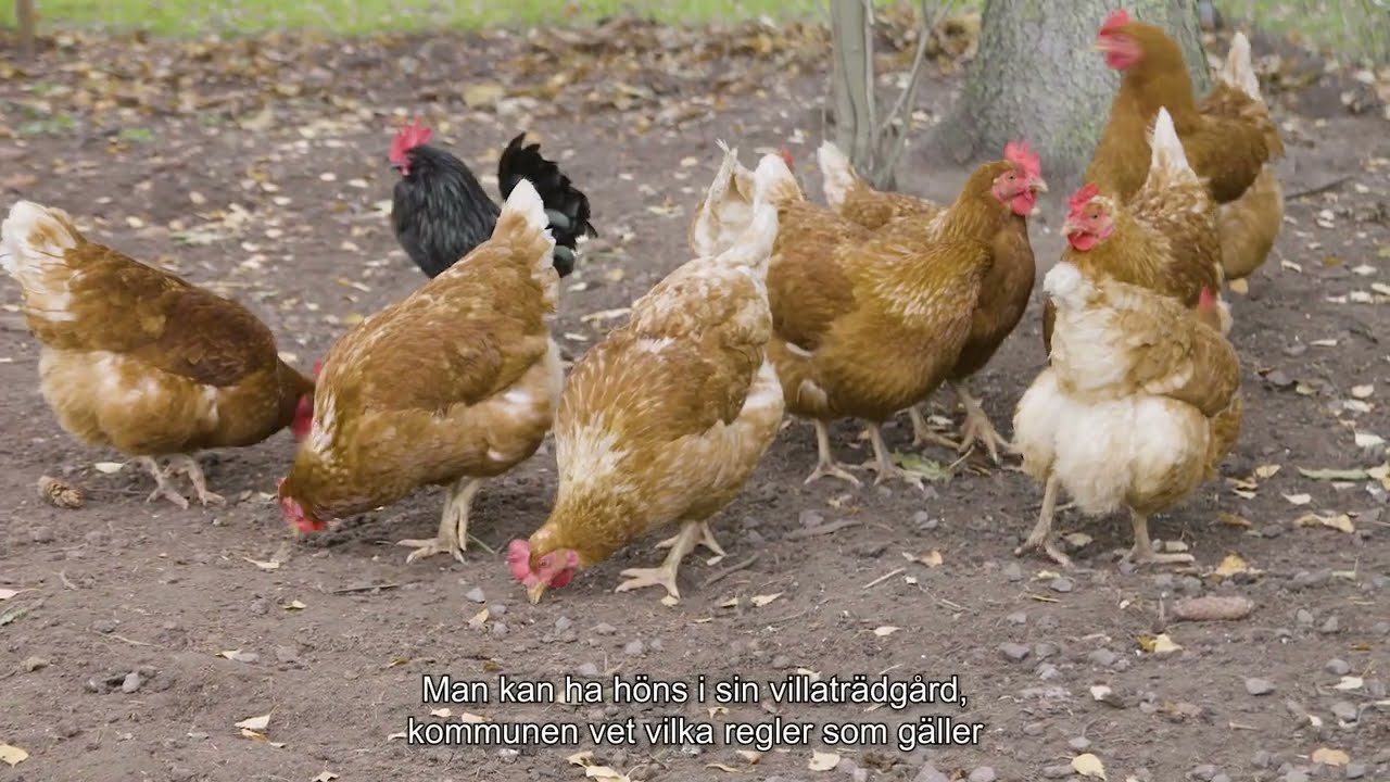 Djuren på bondgården - höns