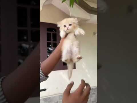 സുന്ദരി കുട്ടി ആണല്ലേ 😍#shortvideo