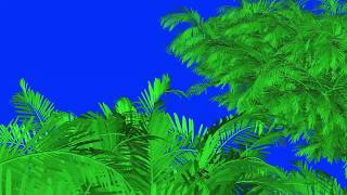 Palm tree on a blue screen. Download footage on a blue background - free screenshot 1