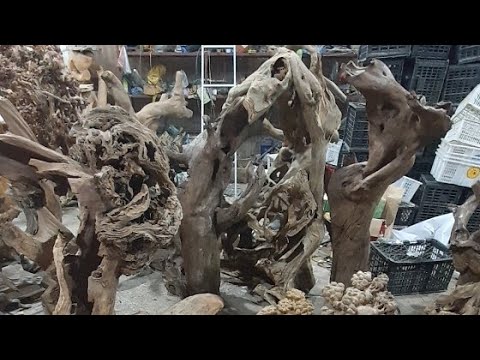Video Tối 13/8: Lũa Ghép Lan - Gỗ Lũa Hưng Lan 0966345979 - youtube