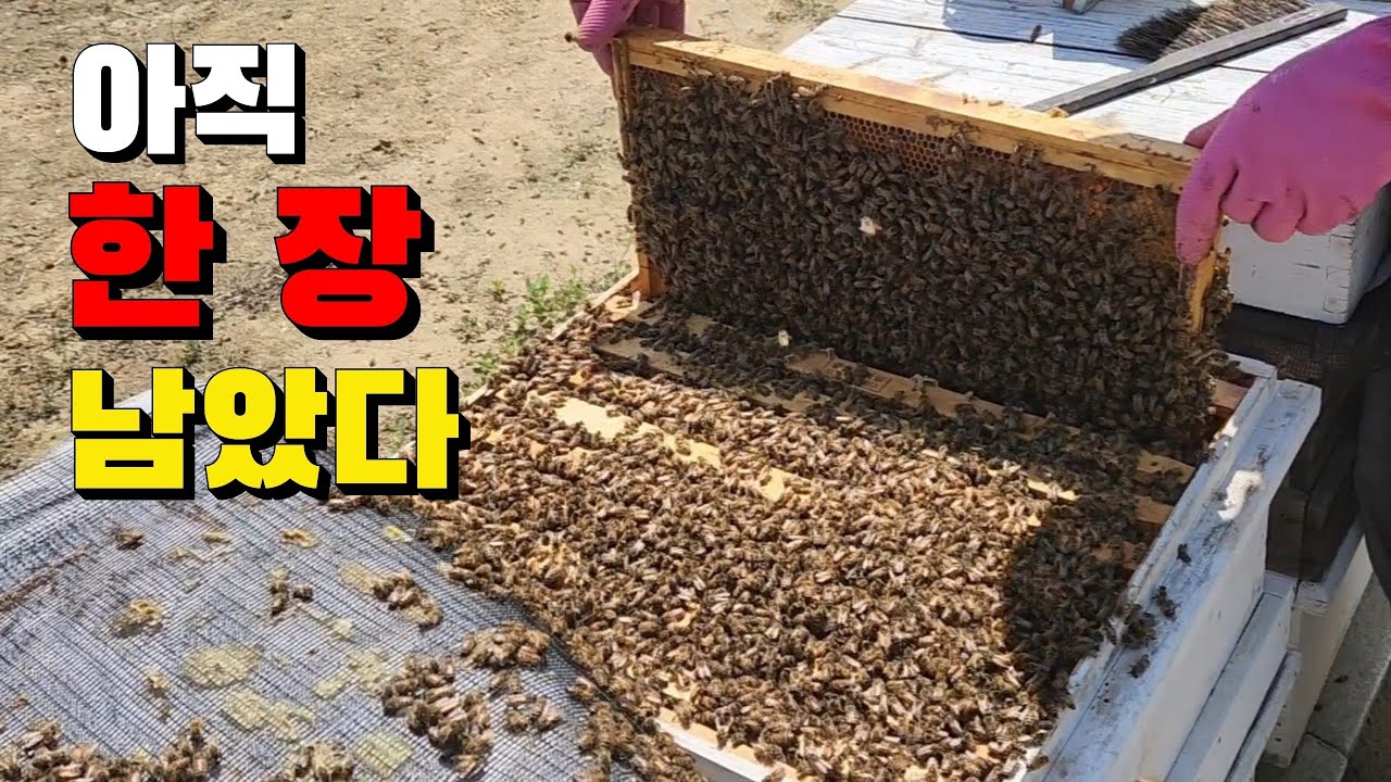 징하다 징해 끝까지 봉판을 밀어넣는 양봉업자가 여기에 있다.