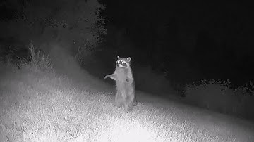 Reolink Captures: Confused Raccoon