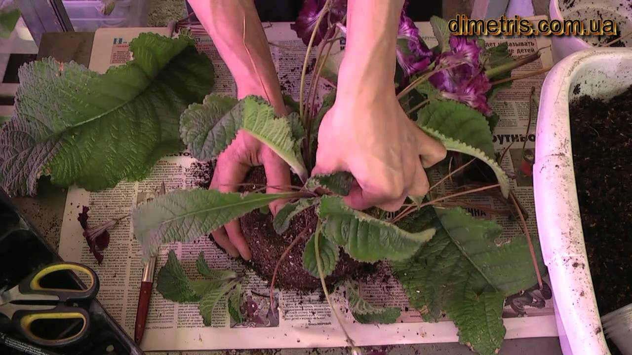 Ампир пересадка стрептокарпус.