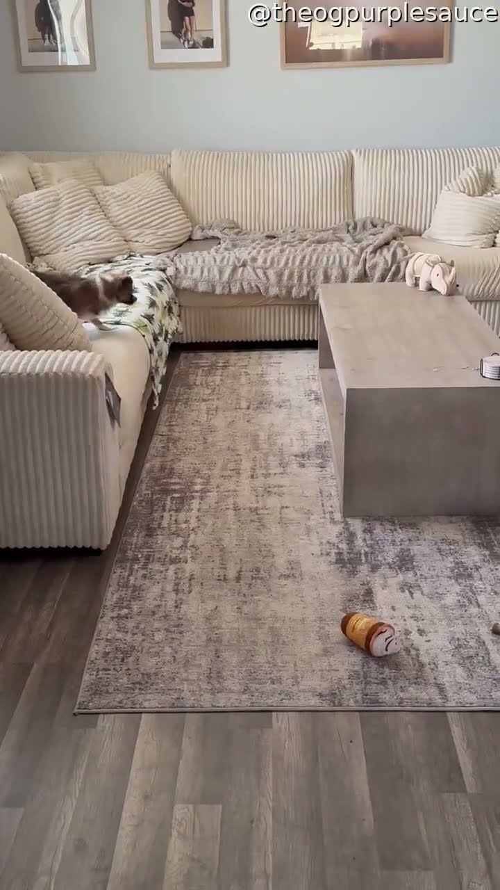 Ferret and Dog Run Around || ViralHog