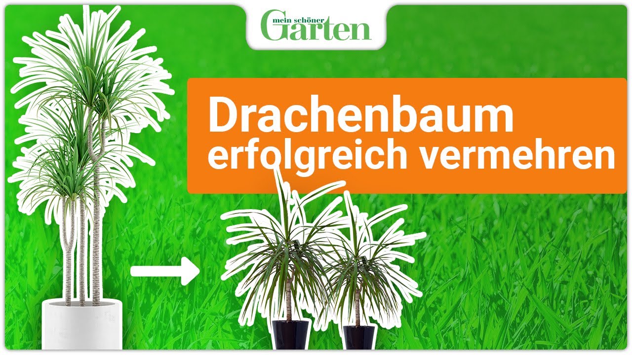 zimmerpflanze calathea orbifolia Calathea Orbifolia kaufen? | Isabella