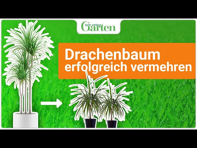 Propagating dragon trees: Two simple methods - YouTube