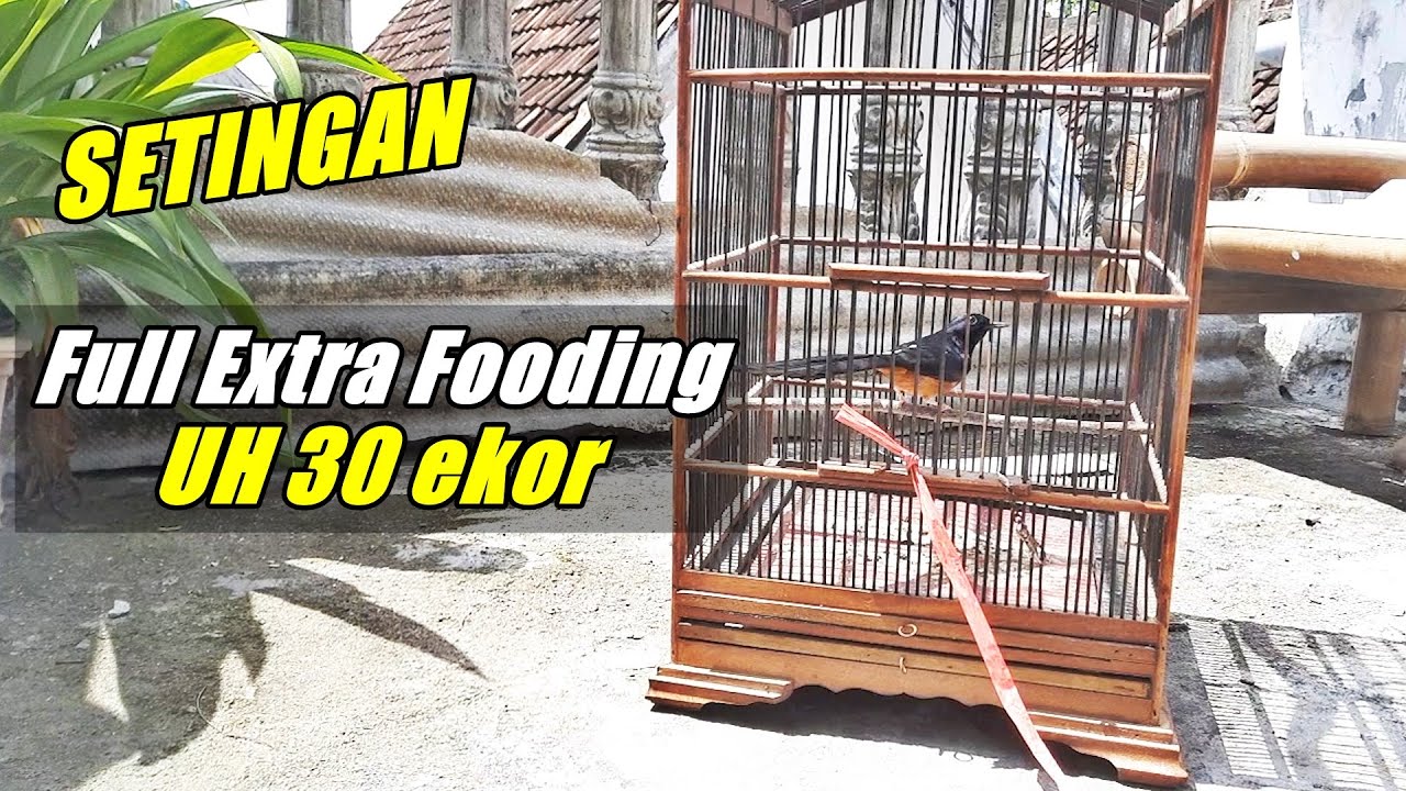 SETINGAN MURAI BATU tanpa voer hanya full extra fooding