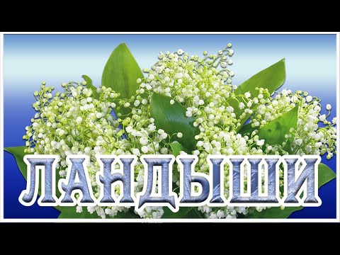 Ландыши Ландыши светлого мая привет. Любимые песни для вас!