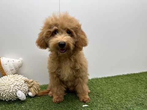 Video van Kruising Mannelijk Abricot - PUP-ID 032326269 | Dierenhof Debrabandere