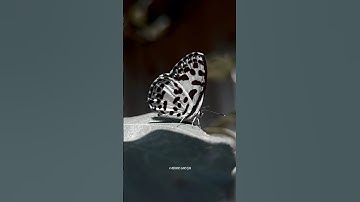 macro photography with mobile 📲 #shorts #youtubeshorts #shortsvideo #macro #macrophotography