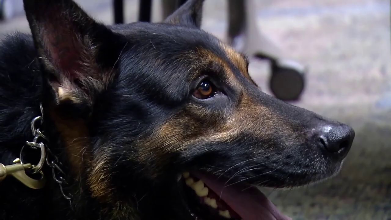 K9 Rocco Retires from Crystal Police - YouTube