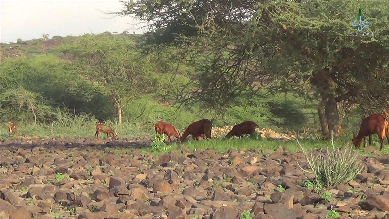 ربيع بادية البرك ١١/ ٣ /١٤٤١