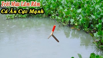 Câu Cá Rô Phi , Trời Mưa Lâm Râm Cá Ăn Cực Mạnh Thả Xuống Lôi Lút Phao Liền