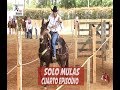 Solo Mulas: Carreras de obstáculos, varas y barriles