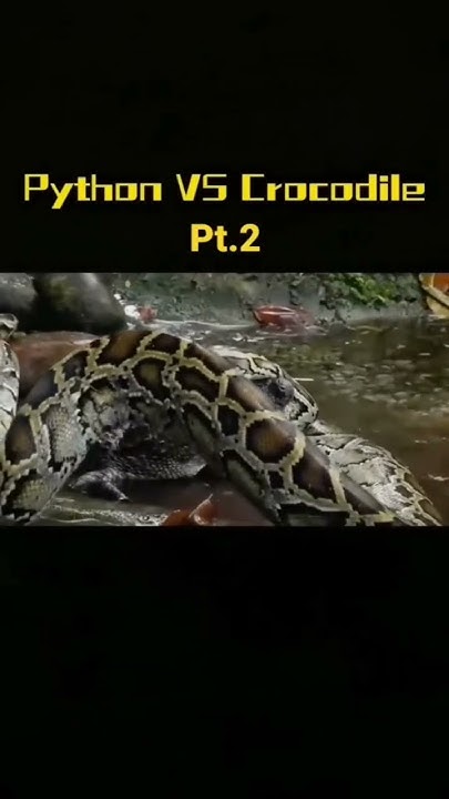 python vs crocodile part२ #shorts #youtubeshorts #ytshorts #viralvideo ...