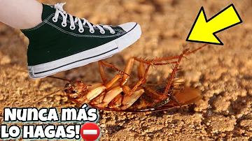 ¿Está bien matar una cucaracha?