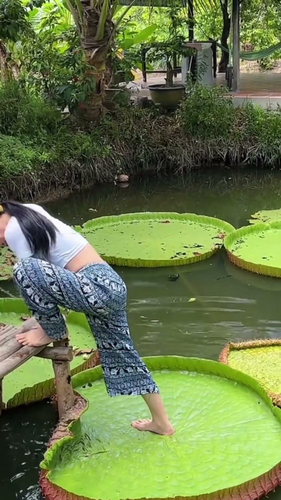 चीन में पत्ते के ऊपर खरे हो सकते हैं #shortsvideo