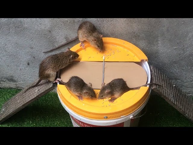 10 souris dans piège à rats piégé  Top 10 piège à souris électrique 